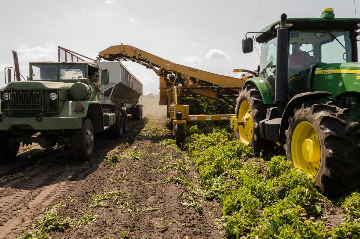 Soil restoration in the Dutch polders